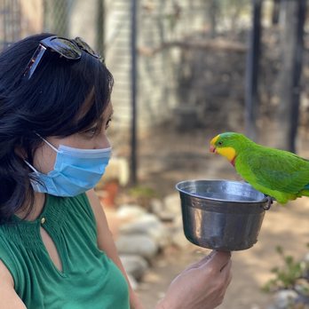 Free Flight - Staring contest ;) - Animal Shelters Near Me - Del Mar, California Free Flight - Staring contest ;) - Animal Shelters Near Me - Del Mar, California