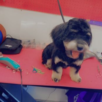 Arlene's Pet Spa - Pet Groomers Near Me