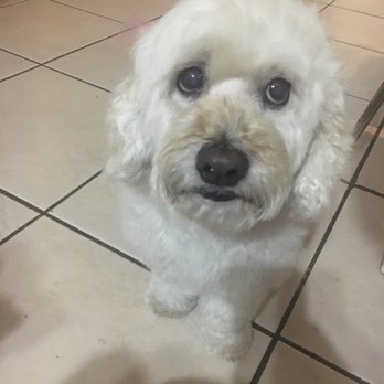 Mad About Dogs - Pet Groomers Near Me - Mesa, Arizona
