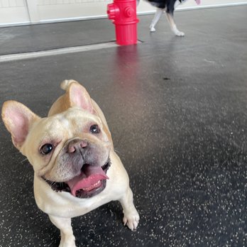 PSS Pet Hotel - Upland - Pyckle loves her PSS family! - Pet Boarding Near Me - Upland, California PSS Pet Hotel - Upland - Pyckle loves her PSS family! - Pet Boarding Near Me - Upland, California