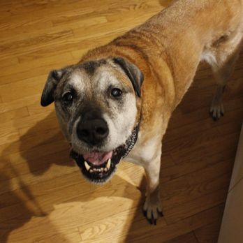 Oasis Pet Care & Services - Pet Boarding Near Me Oasis Pet Care & Services - Pet Boarding Near Me