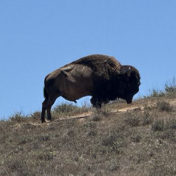Catalina Island - Huge Bison - Tours Near Me - Avalon, California Catalina Island - Huge Bison - Tours Near Me - Avalon, California