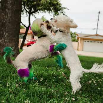 Splish Splash Wags - Pet Groomers Near Me - Long Beach, California