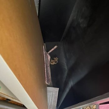 U-Store Bell - Cat's skull - Self Storage Near Me - Bell, California