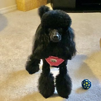 Paws For Elegance - Pet Groomers Near Me - Sherwood, Oregon