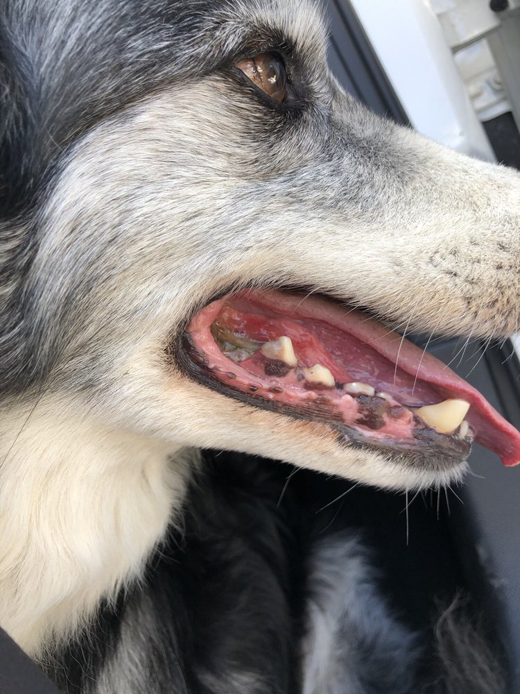 SUNNYSIDE VETERINARY HOSPITAL 17 Photos & 38 Reviews Veterinarians