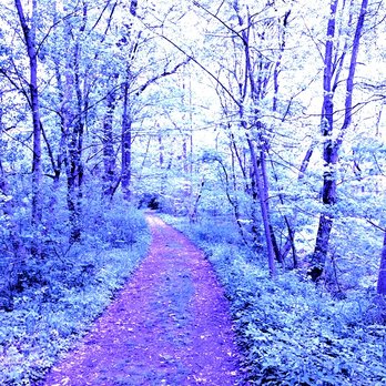 Taylor Memorial Arboretum - Taylor Memorial Arboretum -- grounds - Parks Near Me - Wallingford, Pennsylvania