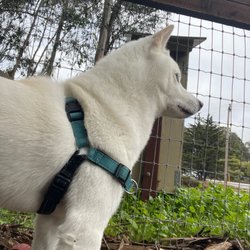 Ozzi's Dog Park - Bodhi at the edge of the rhombus shaped park
