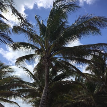El Dorado Royale - Beautiful palm trees! - Resorts Near Me - Solidaridad, ROO
