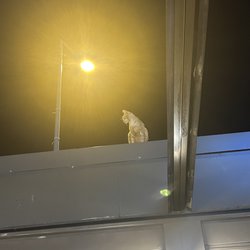 Bedri Usta Ocakbaşı - Another picture of a cat taking a dump above our table.