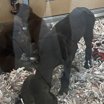 Puppies 'N Love - Starving Dog - Pet Stores Near Me - Glendale, Arizona
