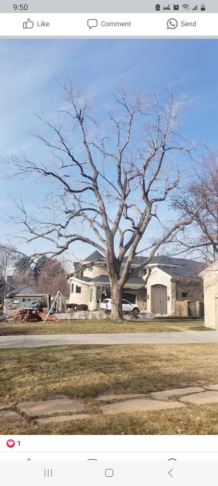 Behunin Tree - tree service in Taylorsville, UT