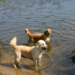 Mönchbruchwiese