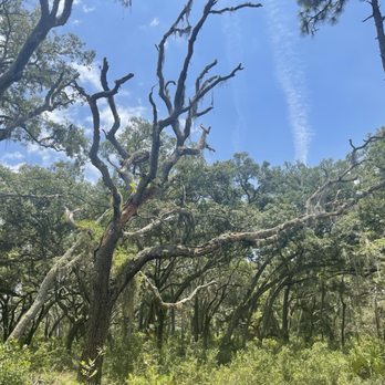 Seminole County-Econ River Wilderness Area - Trees - Parks Near Me - Oviedo, Florida Seminole County-Econ River Wilderness Area - Trees - Parks Near Me - Oviedo, Florida