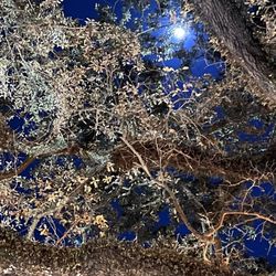 Full moon amongst the oaks in Johnson Square
