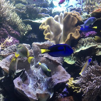 Shedd Aquarium - Aquariums Near Me - Chicago, Illinois