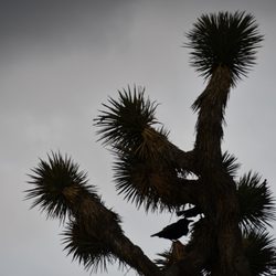Prime Desert Woodland Preserve