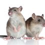 A3 Superior Pest Control