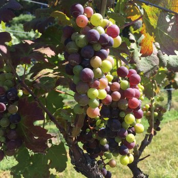 Sharp Rock Vineyards & Cottages - Wineries Near Me - Sperryville, Virginia