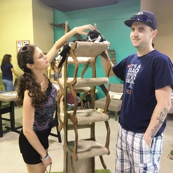 Orlando Cat Cafe - Animal Shelters Near Me - Clermont, Florida Orlando Cat Cafe - Animal Shelters Near Me - Clermont, Florida