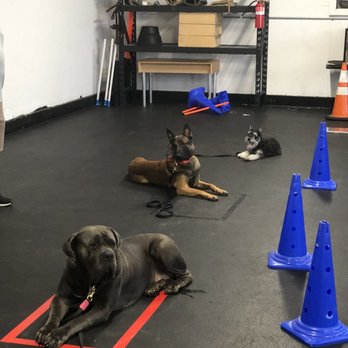 RFRD Academy - Pet Training Near Me - San Jose, California