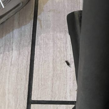 Masijta Grill - A bug under my table. - Korean Near Me - Urbana, Illinois