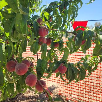Gil Ranch U-pick - Pick Your Own Farms Near Me - Brentwood, California