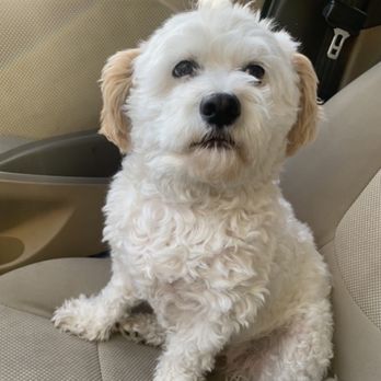 Doggie Dos  - Before - Pet Groomers Near Me - La Mesa, California