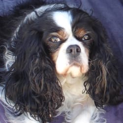 Iowa Veterinary Wellness Center - Minnie, a wonderful Cavalier King Charles Spaniel owned by staff member, Jessica.