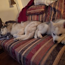 Naketi's Siberians