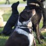 Photo of Hundeschule Karsten Schmiel