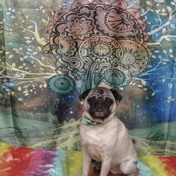 Live Love Pet - Pet Groomers Near Me - Honolulu, Hawaii Live Love Pet - Pet Groomers Near Me - Honolulu, Hawaii
