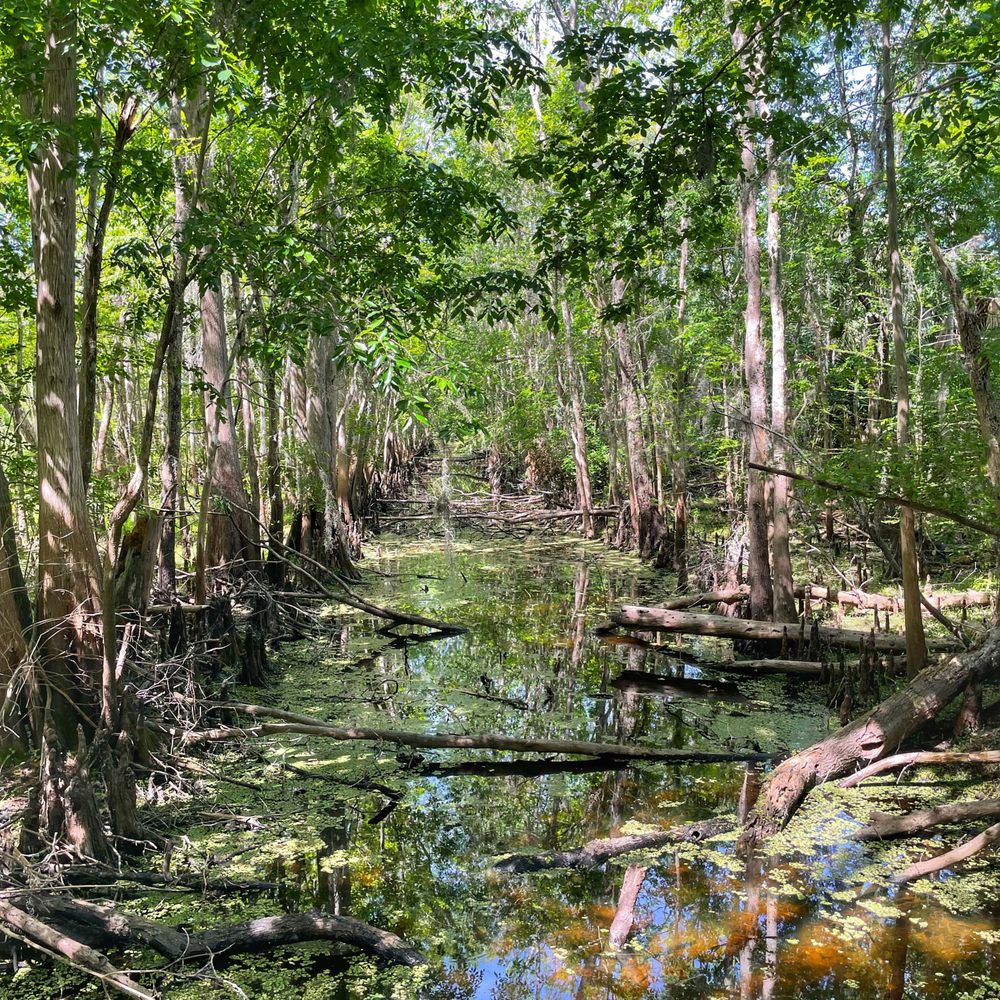 Black Bear Wilderness Area - Hiking Near Me - Sanford, Florida
