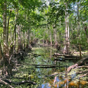 Black Bear Wilderness Area - Hiking Near Me - Sanford, Florida