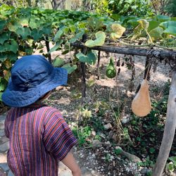 El Jardín Etnobotánico