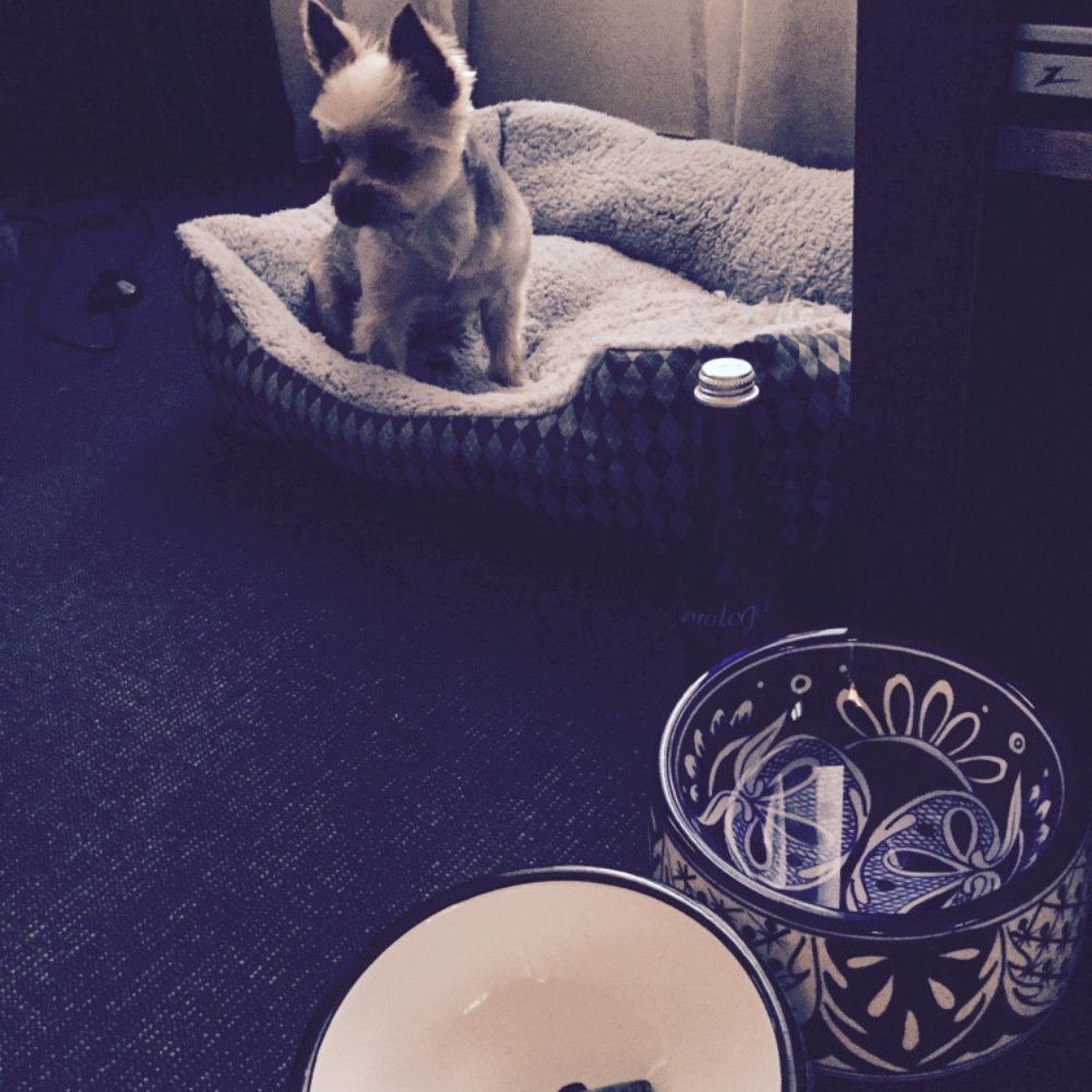 Complimentary dog bed, bowl with greenies, and bottled water!