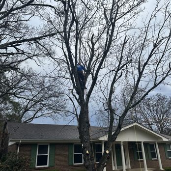 Hugo Tree Service - Tree Services Near Me Hugo Tree Service - Tree Services Near Me