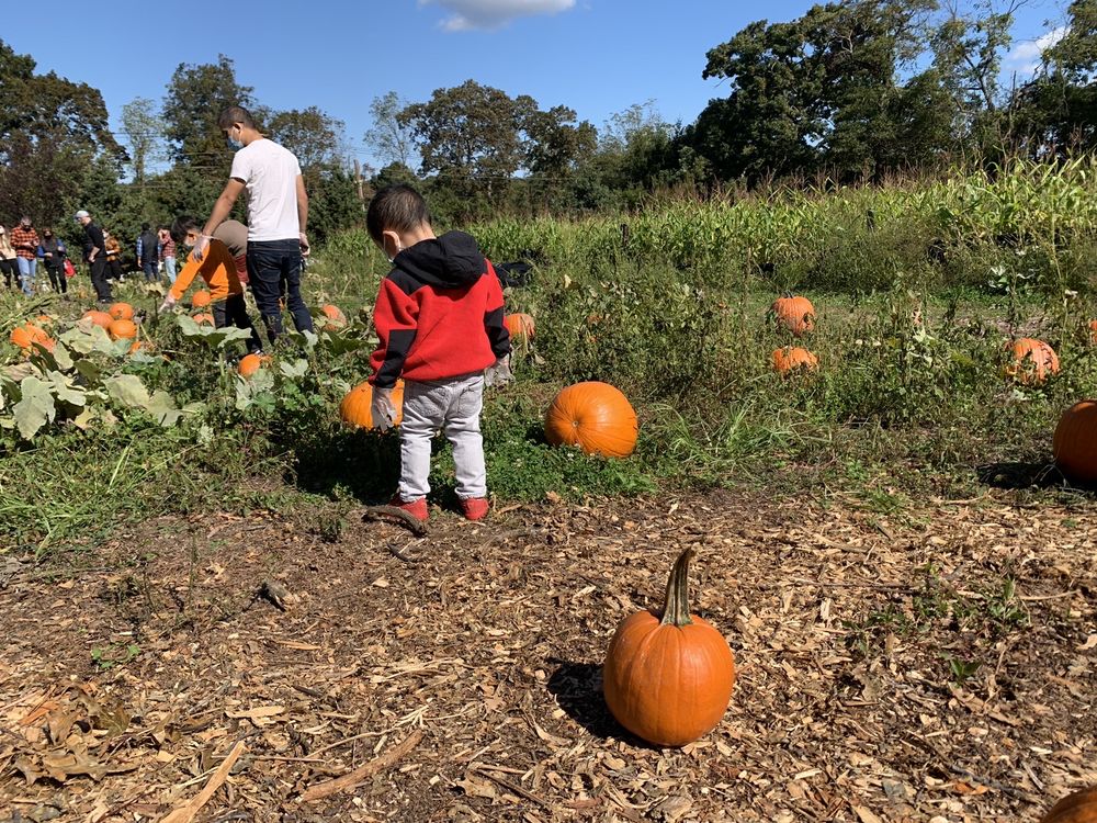 ELWOOD PUMPKIN FARM 45 Photos & 87 Reviews 1500 E Jericho Tpke