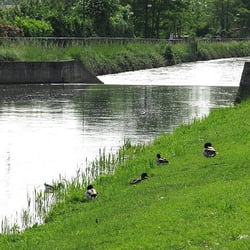 Parco dei Germani - Germani che si abbronzano lungo le sponde del naviglio
