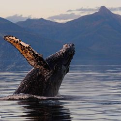 Alaska Humpback Adventures