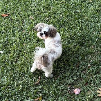 Wags Temple - Pet Groomers Near Me