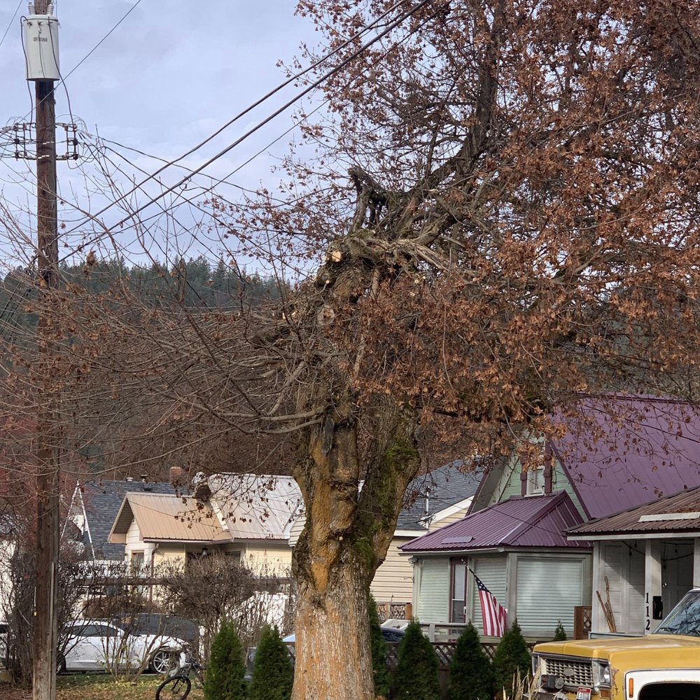 Wright Tree Service - Butchers, not arborists! - Tree Services Near Me - West Des Moines, Iowa Wright Tree Service - Butchers, not arborists! - Tree Services Near Me - West Des Moines, Iowa