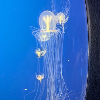 Monterey Bay Aquarium - Moon jellyfish exhibit! - Aquariums Near Me - Monterey, California Monterey Bay Aquarium - Moon jellyfish exhibit! - Aquariums Near Me - Monterey, California