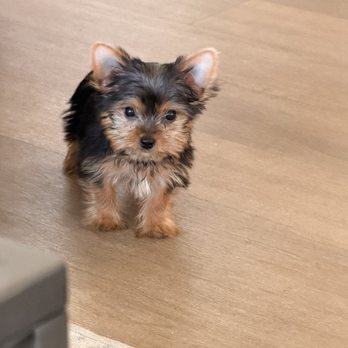Poshable Puppies Chicago - Sweet lil Girl Yorkie. - Pet Breeders Near Me - Addison, Illinois Poshable Puppies Chicago - Sweet lil Girl Yorkie. - Pet Breeders Near Me - Addison, Illinois