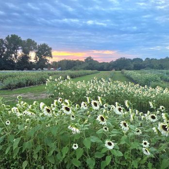 7 Acres Farm - Pick Your Own Farms Near Me - Wethersfield, Connecticut