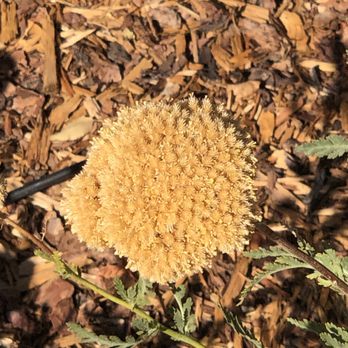 Canyon Road - Weeds are pretty - Art Galleries Near Me - Santa Fe, New Mexico