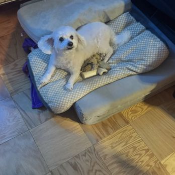 Doggie Barber Pet Spa - Doggy - Pet Groomers Near Me - Bronx, New York Doggie Barber Pet Spa - Doggy - Pet Groomers Near Me - Bronx, New York