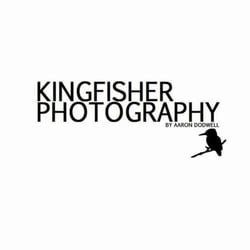 Kingfisher Photography