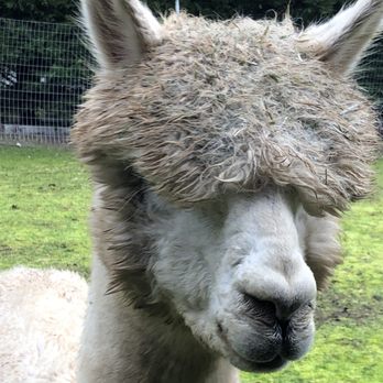 Enchanted Farms - Whatcha waiting for? Come meet me and feel how soft my fur is! - Attraction Farms Near Me - Duvall, Washington