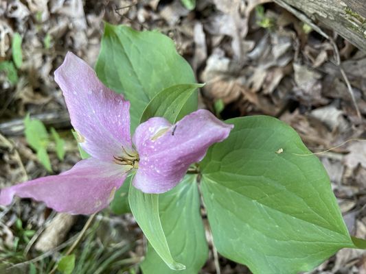 Glen Helen Nature Preserve by null